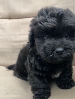Maltipoo-Welpe - Nentershausen (Hessen)