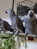 Graupapagei Henne in 17337