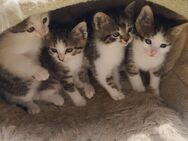 Wunderschöne Kitten suchen ein neues Zuhause - Wildpoldsried