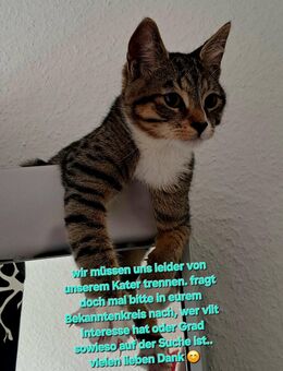 Milo sucht liebevolles zuhause - Dortmund