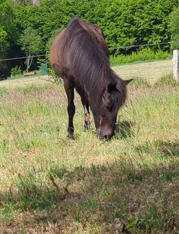 Reitbeteiligung dringend gesucht für deutsches Reitpony - Lübeck