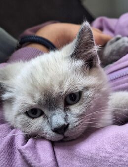 Britisch Kurzhaar Kitten - Krayenberggemeinde