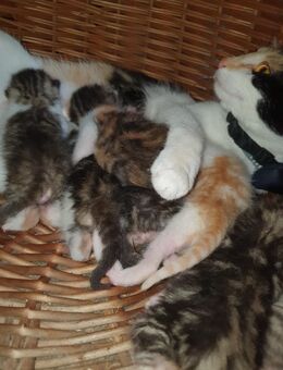 Kitten Katzenbabies BKH - Ingolstadt