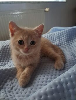 BKH Kitten - Iserlohn