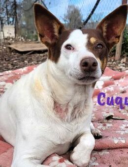 Cuqui1 entspannt & lieb 06/19 ESP - Ruppertsecken