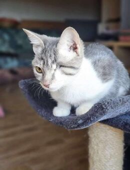 Süße Liana sucht ihr Zuhause - Margetshöchheim