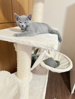 Russisch Blau kitten - Friedberg (Hessen)