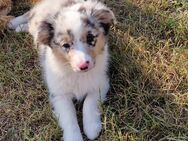 Miniature Australian Shepherd Welpen - Neuss