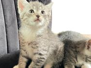 Super süße Babykitten - Heinsberg