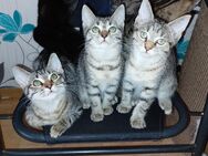 6 katzenkinder zu verkaufen - Damme