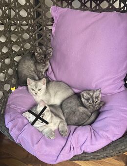 🐾 Süße BKH-Mix Kätzchen – geboren am 01.08.2025 🐾 - Neubrandenburg
