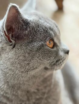 BKH Katze Dame erwachsen - Bad Laasphe Zentrum