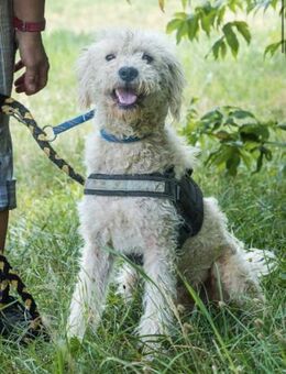 Frici SI kleiner Wuschel möchte ankomm - Neustadt (Rübenberge)