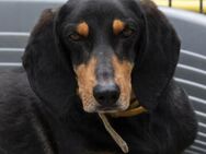 Kwispel ist freundlich und lieb - Egelsbach