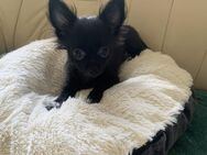 Unsere wunderschöne reinrassige Chihuahua Welpen sucht ein neues Zuhause ! - Berlin