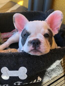 Französische Bulldogge Welpe Hündin - Steinigtwolmsdorf