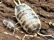 Porcellio laevis Panda asseln - Kallnach