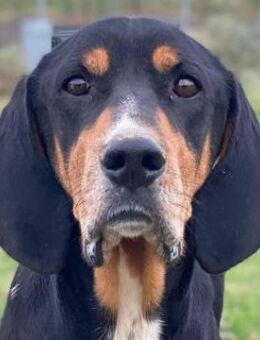 Joker, geb. ca. 11/2021, GRIECHENLAND - Markdorf