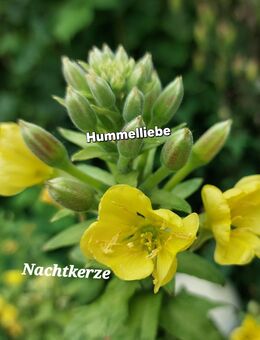 Samen Nachtkerze und Königskerze gelb, viele weitere Sorten - Norderstedt