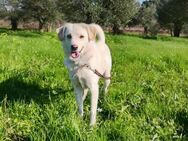 Kleiner Rüde BARNEY sucht sein großes Glück - Reischach