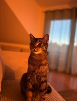 Kuschelbedürftiger Mishka sucht neues Zuhause - Homburg