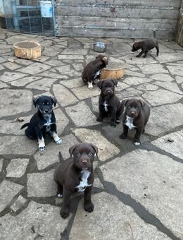 Ronja sucht noch ein Zuhause Deutsch Drahthaar x Husky Mix Welpe - Wegeleben