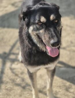 Amy - freundlich, menschenbezogen - Dingolfing