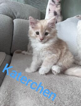Hübsche Maine Coon Mix kitten - Mücke