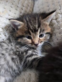 Waldkatzen MIX Mädchen - Ottendorf-Okrilla