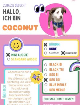 Miniature Australian Shepherd-Welpen suchen ihr Für-Immer-Zuhause - Großkrotzenburg