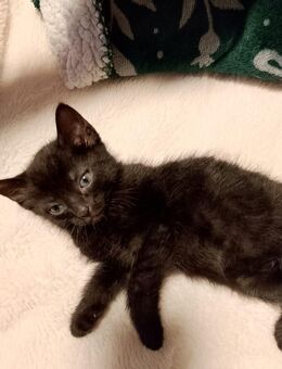 Kitten Eine babykatze sucht noch ein warmes bettchen - Remscheid