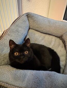 Katzen zu verkaufen - Steinkirchen (Niedersachsen)