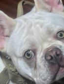 Französische Bulldoggen (6 Mon.) mit Stammbaum in 50259