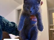 BKH Kitten - Suchen ihr liebevolles Zuhause - Grasbrunn