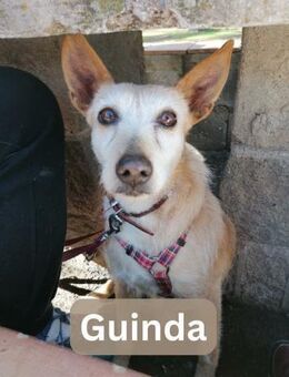 GUINDA, w., kastr., Podenco, 13 kg - Sipplingen
