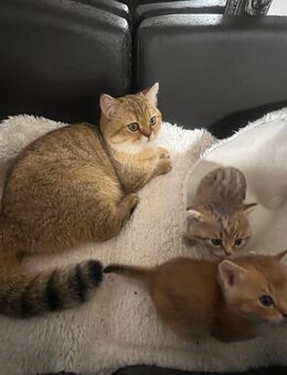 BKH reinrassige Kitten in golden shaded (männlich) und tabby (weiblich) - Herbertingen