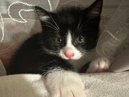 Kitten sucht ein Liebevolles zuhause - Salzgitter