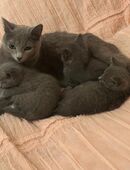 Reinrassige Russisch Blau Kitten (2 Männchen und 1 Weibchen) in 44137