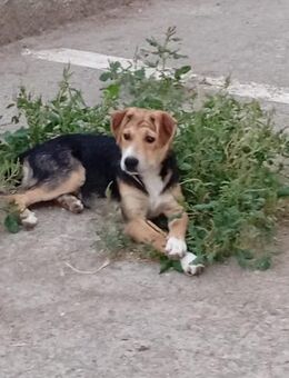 Baxter 💙💙💙 unendlich lieb - Bad Karlshafen