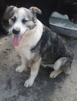 Dunja sucht ein liebevolles Zuhause - Blankenheim (Nordrhein-Westfalen)