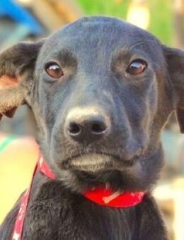 Kleine LULU sucht Zuhause - Gefrees