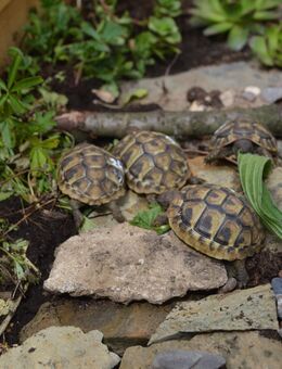 Griechische Landschildkröten Nachzucht aus 2024 | CITES-Zertifikat vorhanden - Brechen