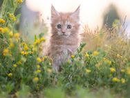 Maine Coon - Blankenfelde-Mahlow