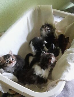 Norwegische Waldkatzen, Babys - Zwenkau