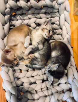 Abessinier-/Main coon kitten - Teningen