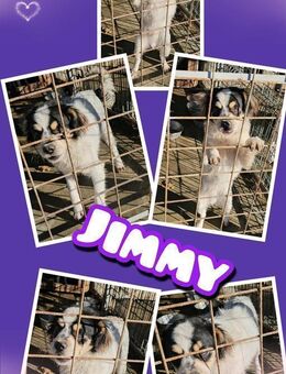 Rüde Jimmy bald auf Pflegestelle - Nürnberg