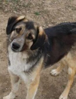 Pino sucht Pflegeeltern - Celle