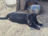 Blacky, lieb, verspielt, sucht Dich - Leonberg (Baden-Württemberg)