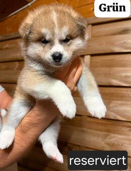 Hübsche Akita Inu Welpen - Minden Stemmer