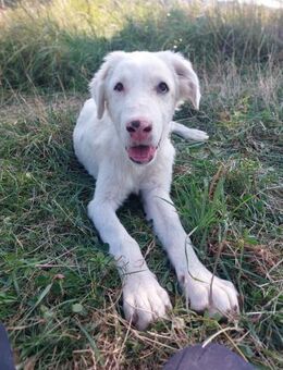 Sanfter Träumer XL Leo - Rambin